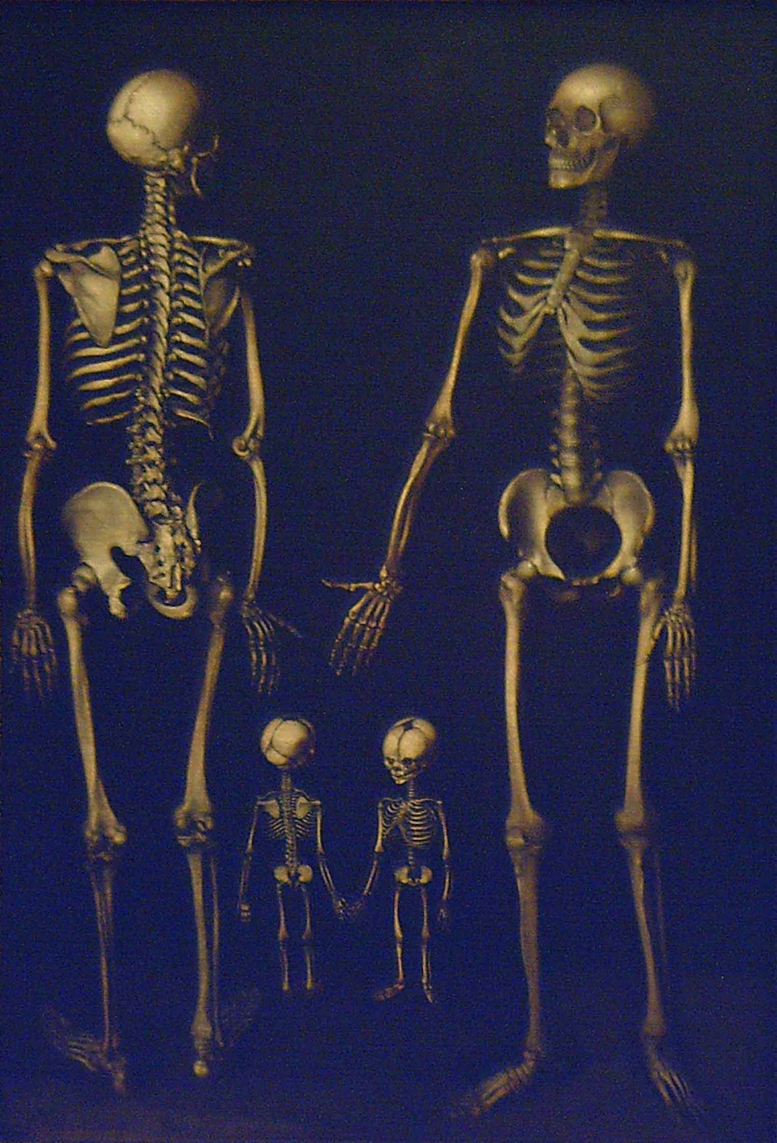 Skeleton Family